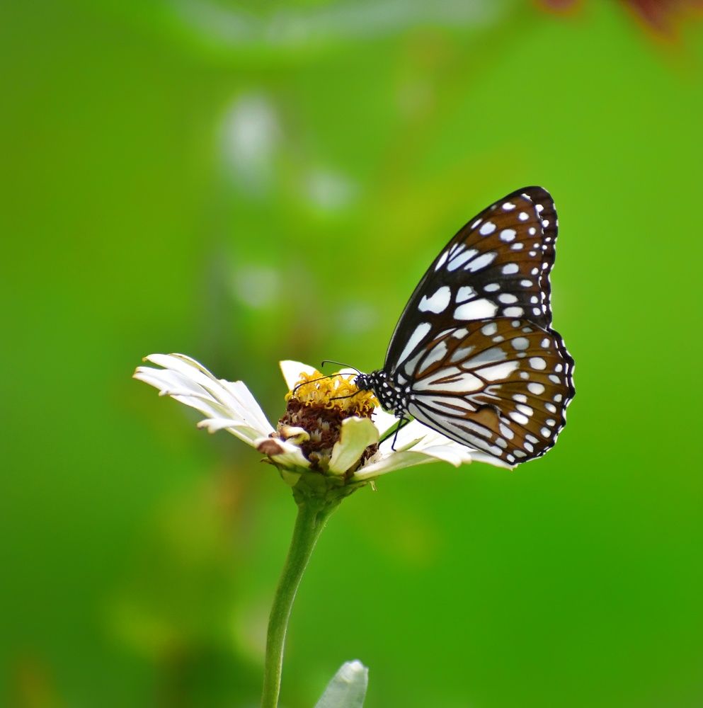 Photograph by SAIKAT PAL