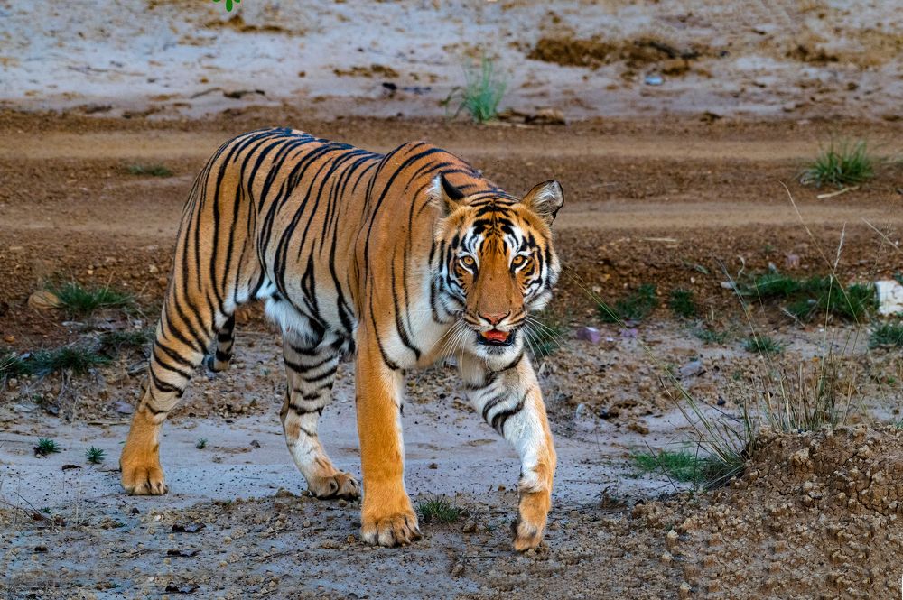 Photograph by  Sutapa Deb