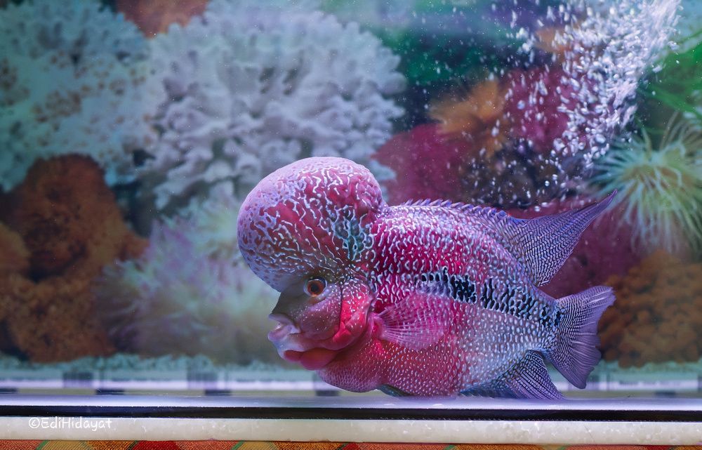 louhan ornamental fish