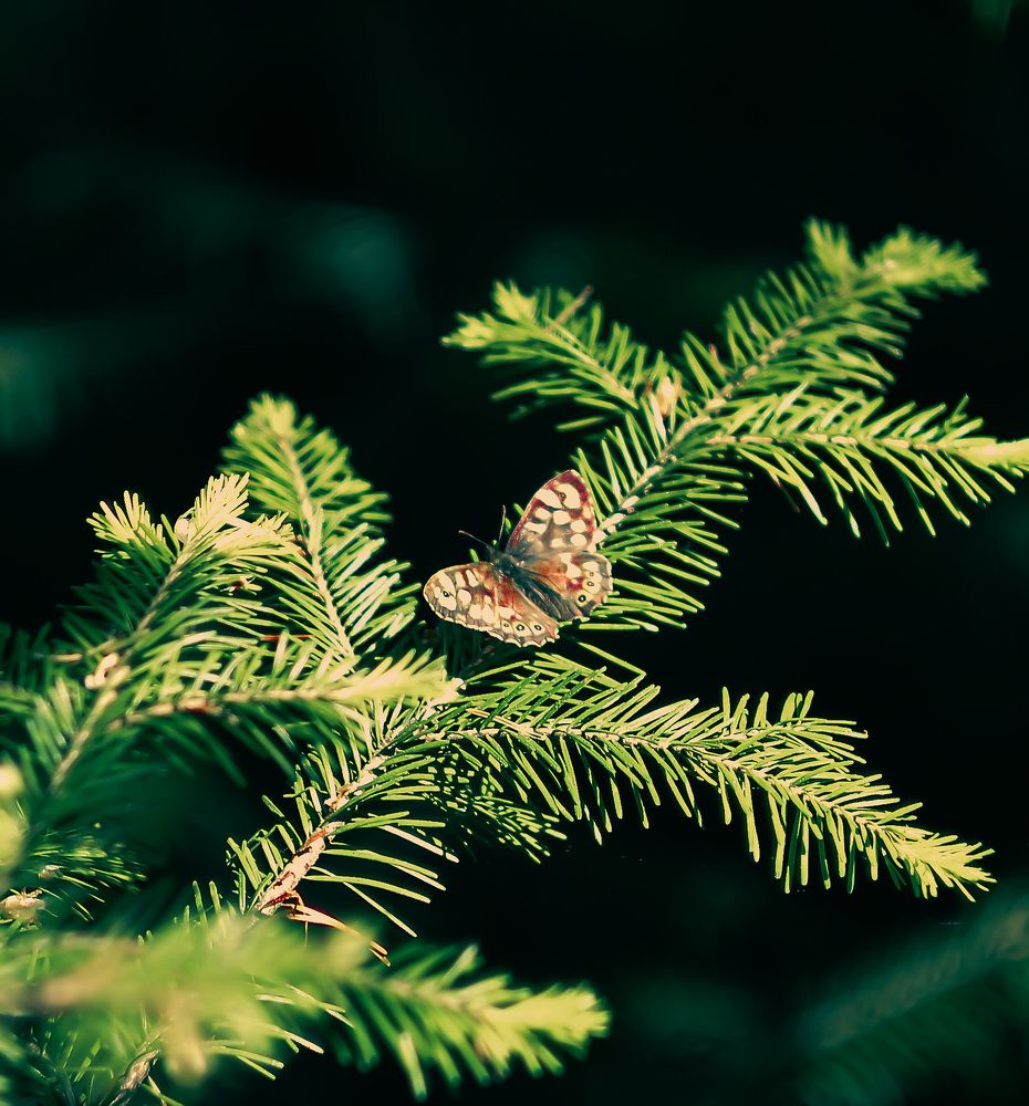 Photograph by Анастасия Чушкова