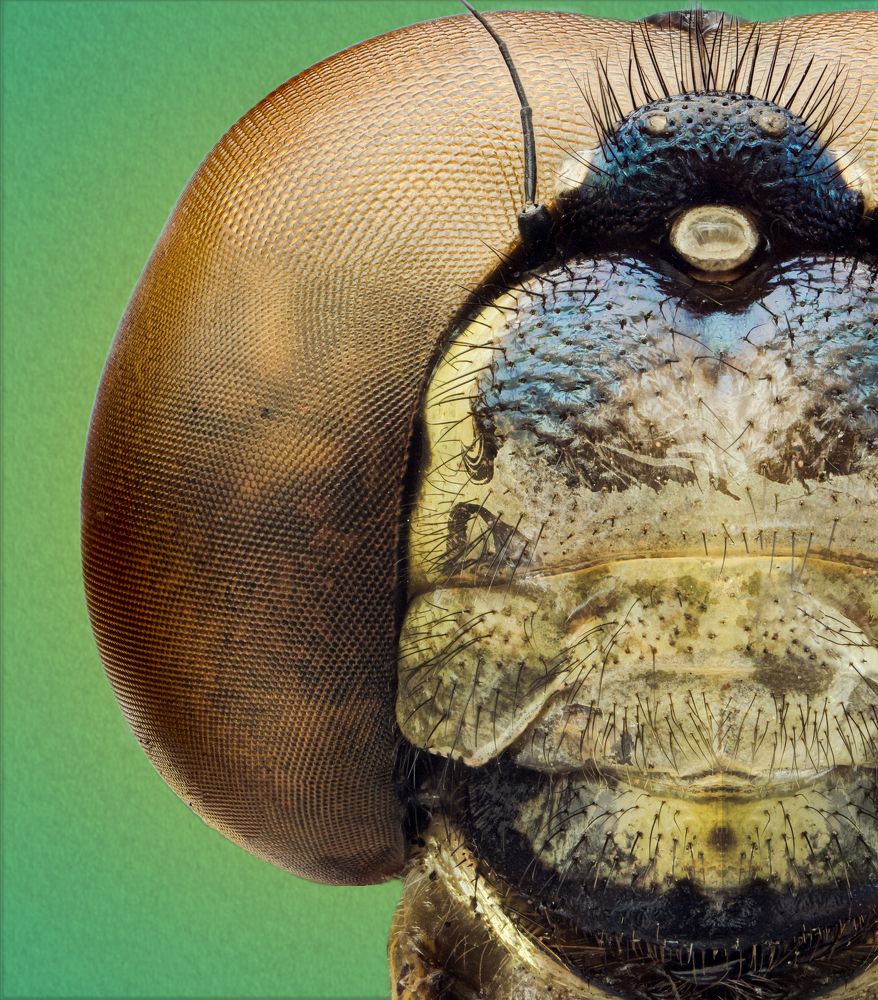 Photograph by Hardy Vargas Vasquez