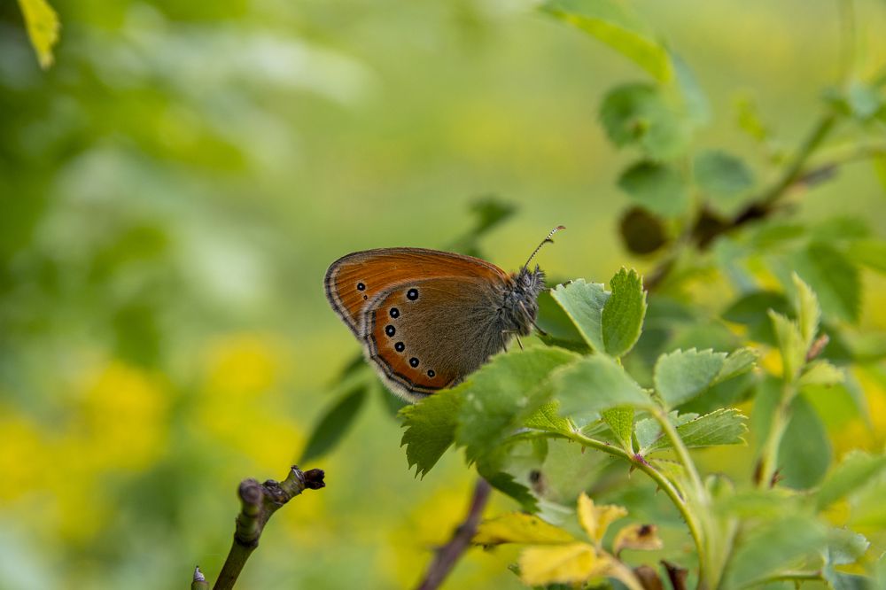 Coenonympha leander