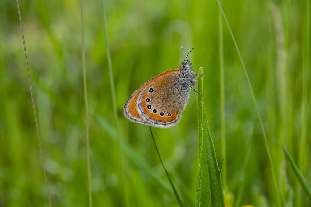 Coenonympha leander