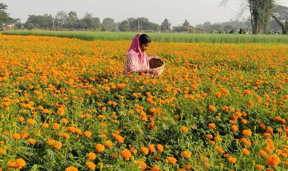 Monsoon of Marigolds