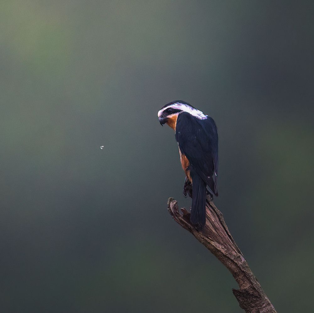 Collared Falconet