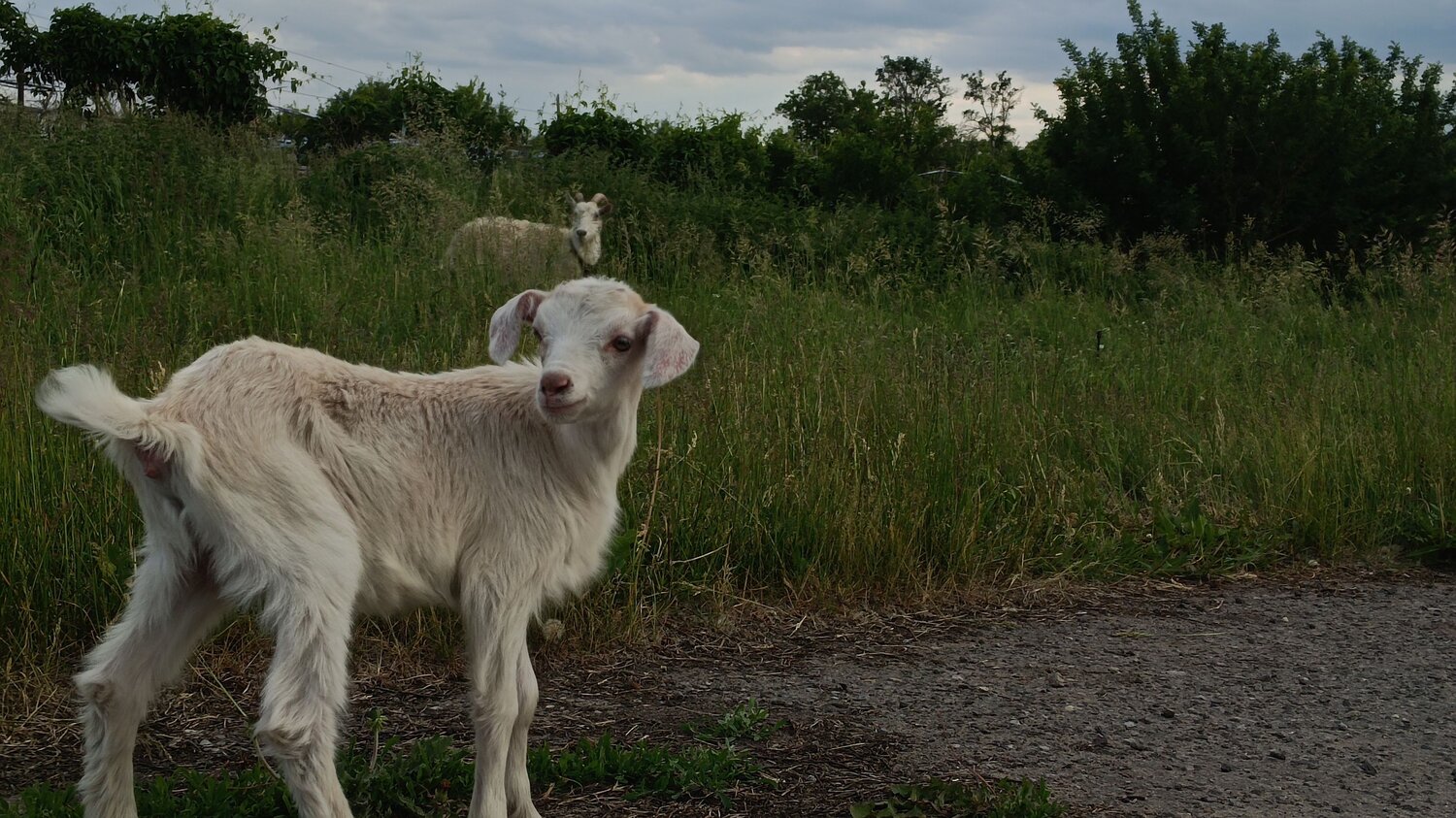 Photo #9199464