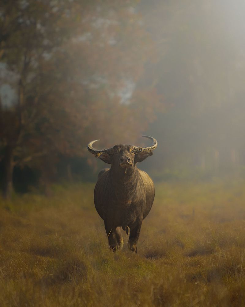 Asiatic Wild water buffalo
