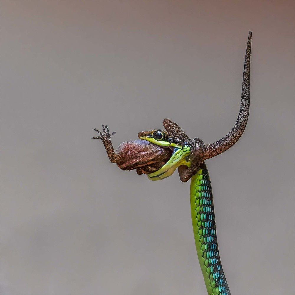 Wall's bronzeback tree snake with Catch