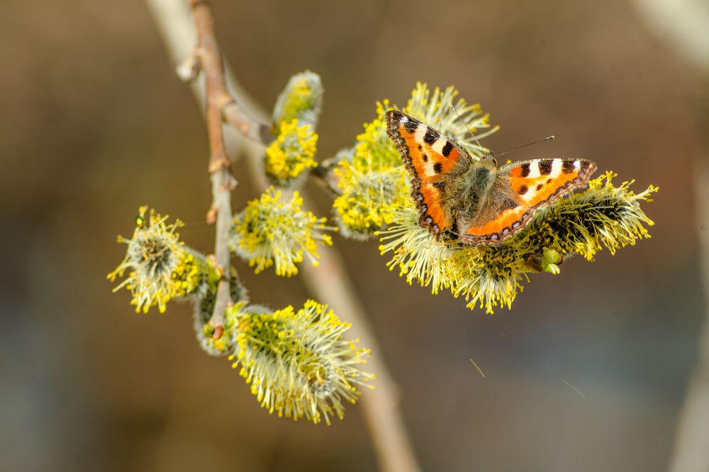 Присела отдохнуть