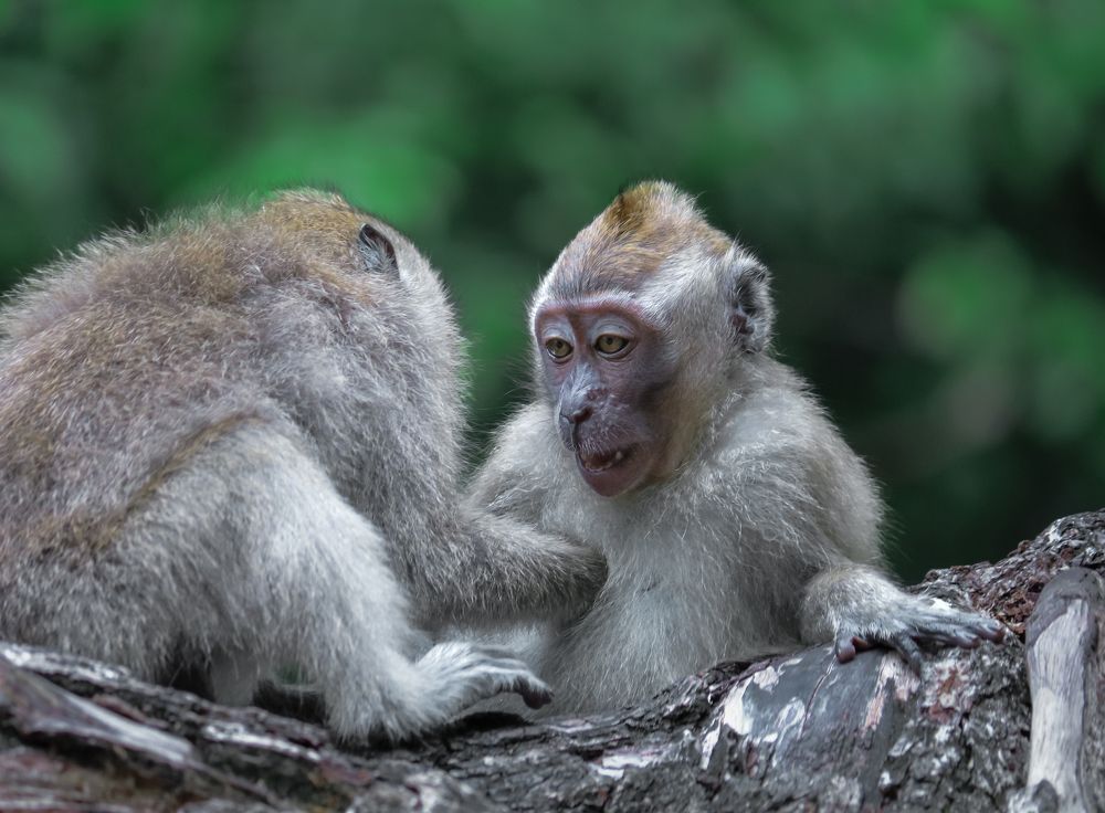 Photograph by Edi Hidayat