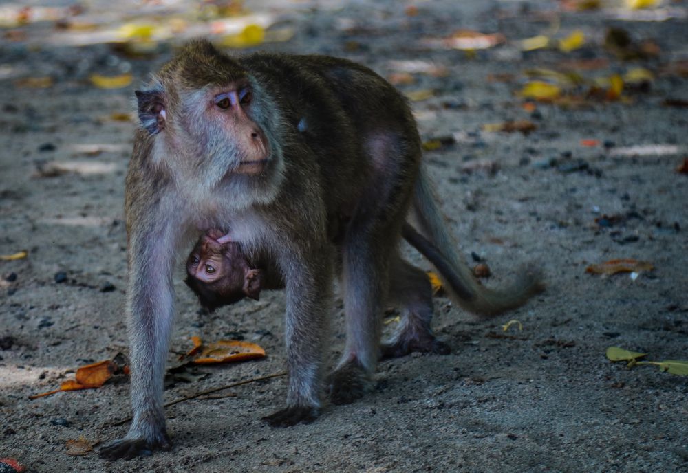 Photograph by Edi Hidayat