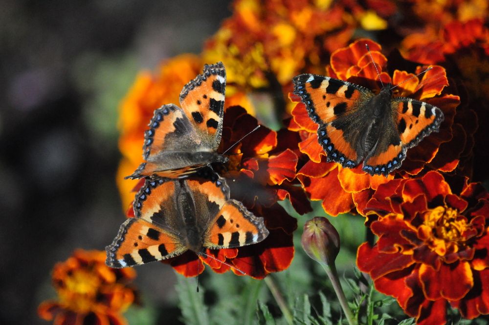 Сообразим на троих