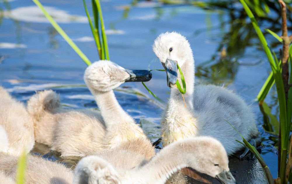 Photograph by Светлана Солдатченкова