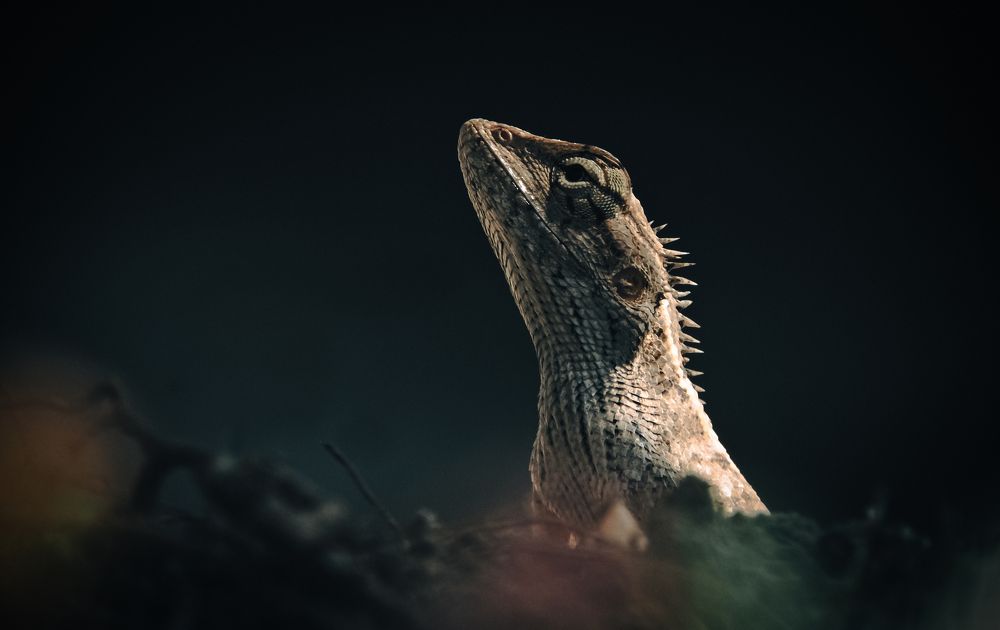Photograph by NILADRI TALUKDER