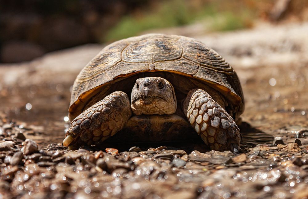 Фотография автора Jafar Zavvar