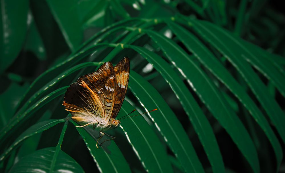 Photograph by NILADRI TALUKDER