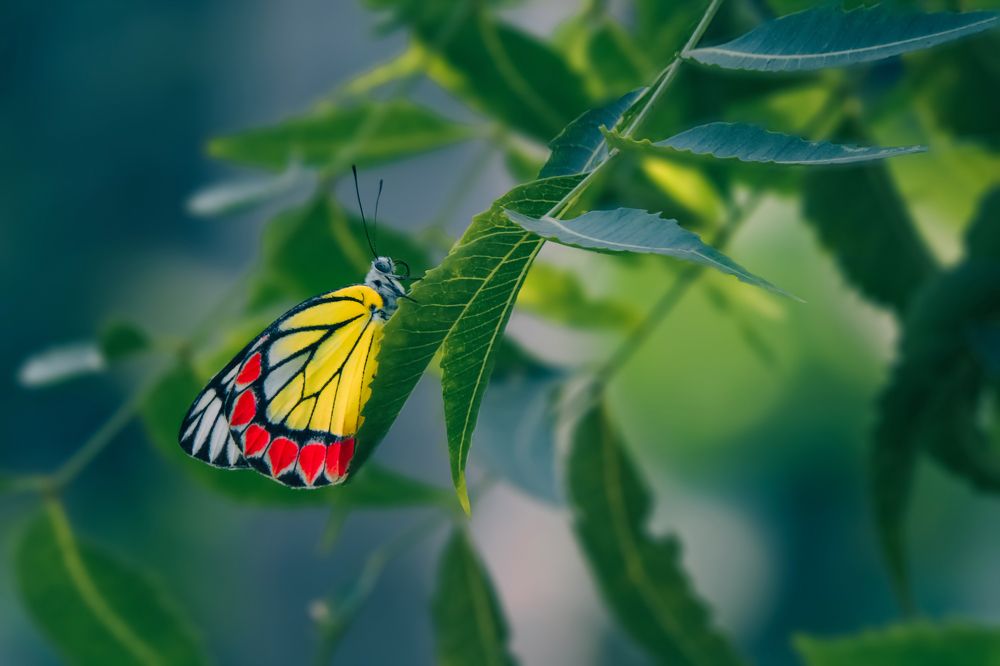Photograph by NILADRI TALUKDER
