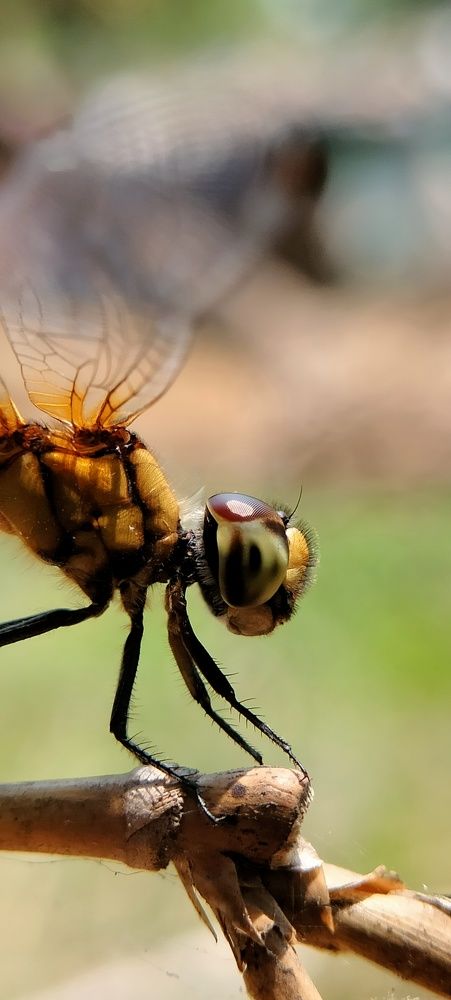 Photograph by Manoranjan Mallick