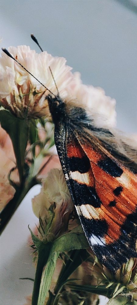 Photograph by DARIA DEMINA