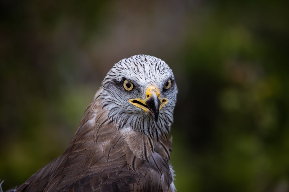 Milvus migrans portrait