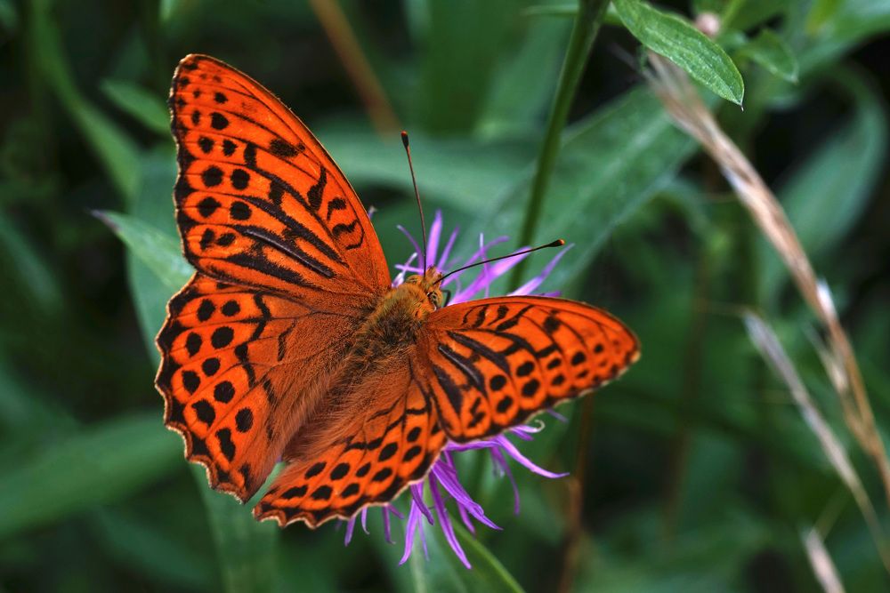 Большая лесная перламутровка  (Argynnis paphia)