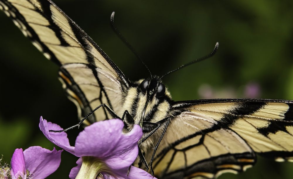 Photograph by Stéphane Boucher