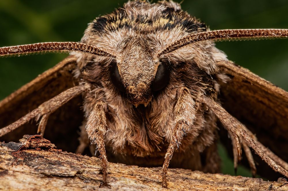 Photograph by Stéphane Boucher