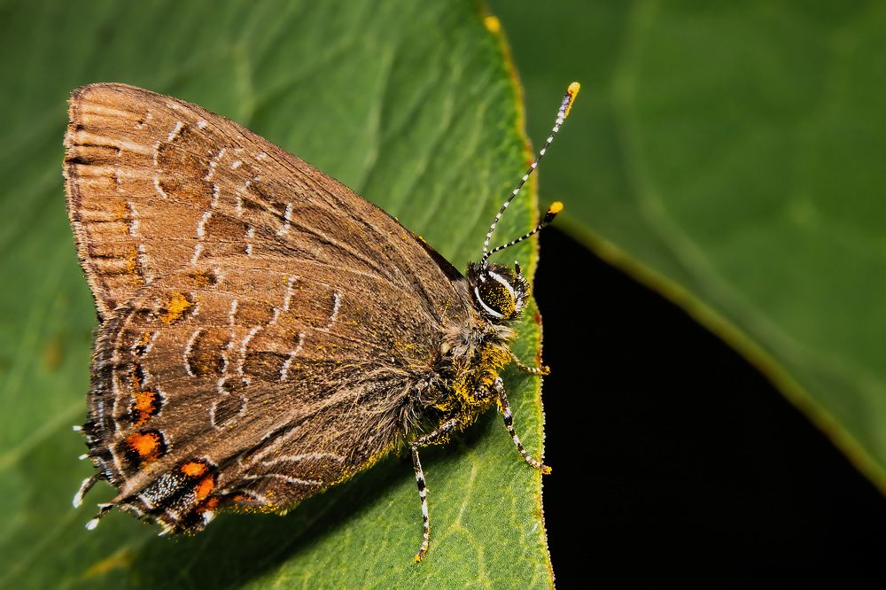 Photograph by Stéphane Boucher