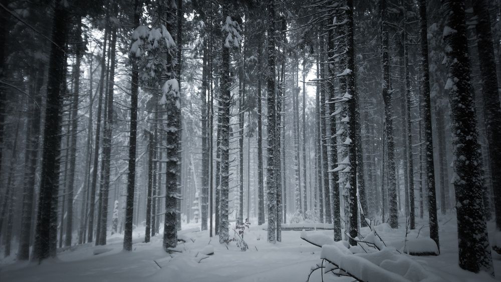 Фотография автора Артур Зюзин