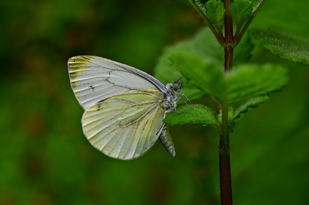 Photograph by Светлана Ивановна