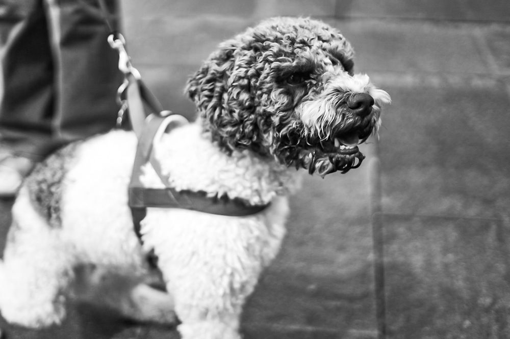 Photograph by Marko Ristić