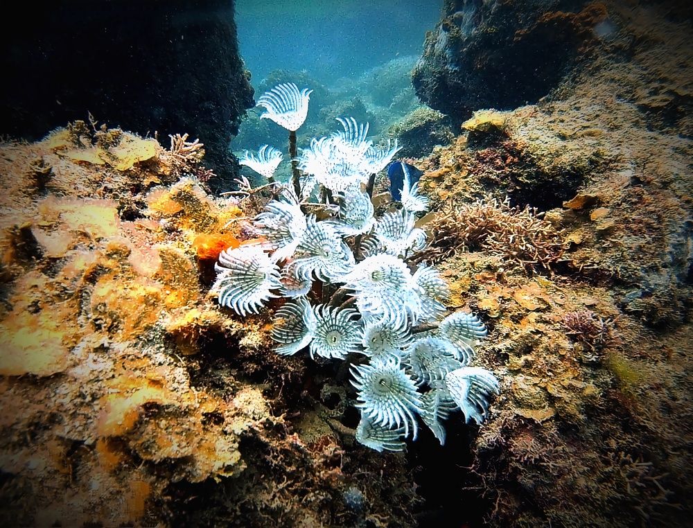 Фотография автора Diana Aurora