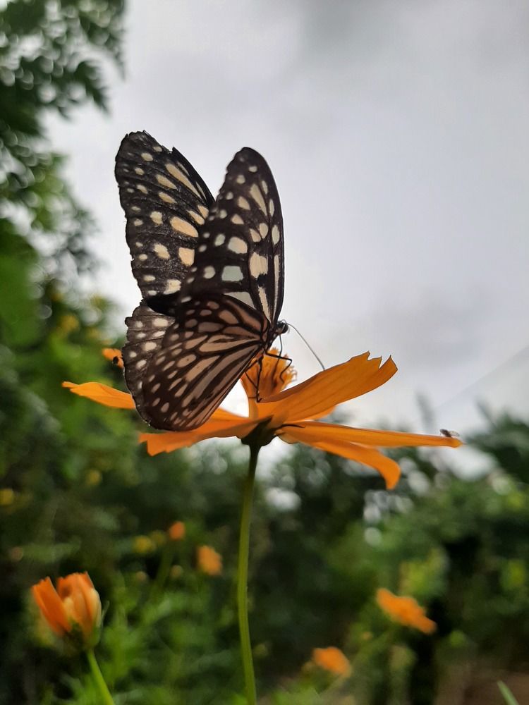 Photograph by Lahiru Prasanna