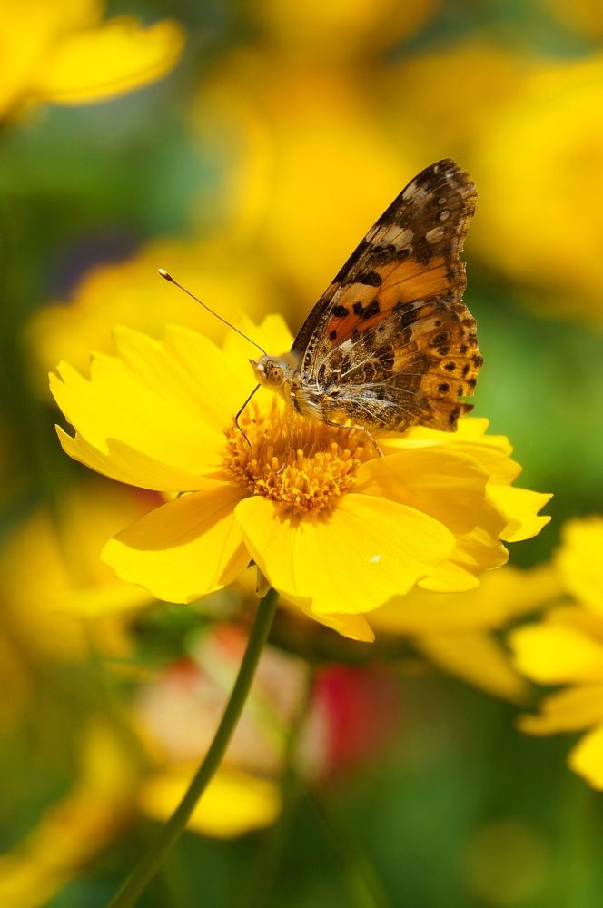 Photograph by Александр Потапов