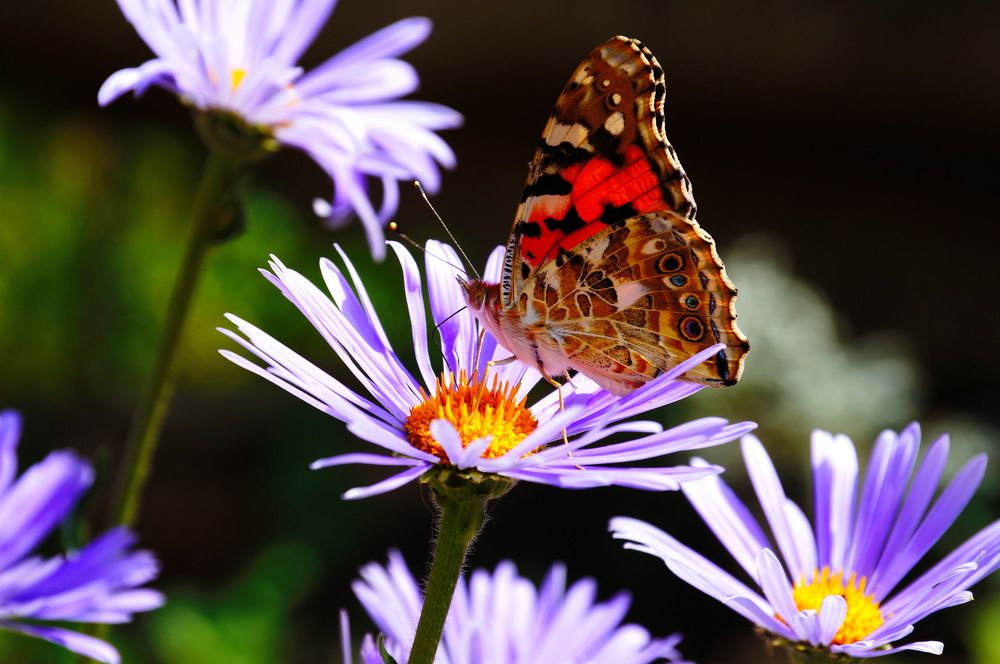 Photograph by Александр Потапов