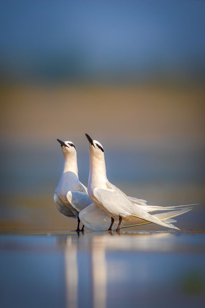 Photograph by Rin Võ