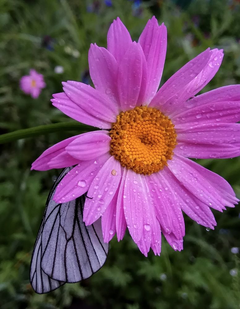 Photograph by Алиса Лукина