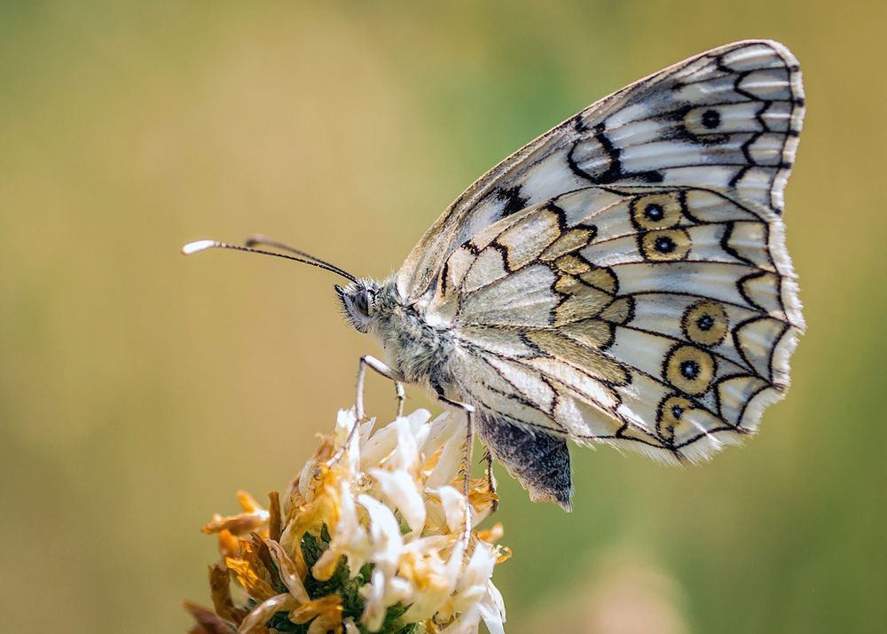Фотография автора Владимир Салапонов