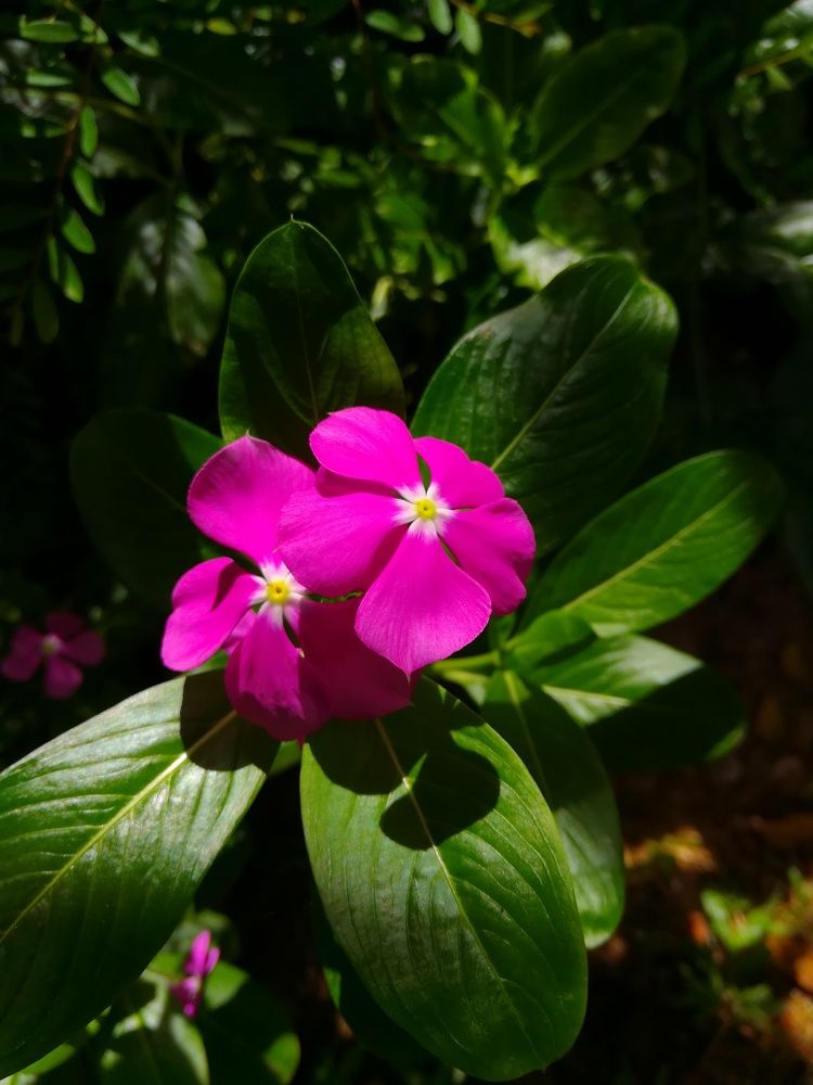 Photograph by Chanuth Medis
