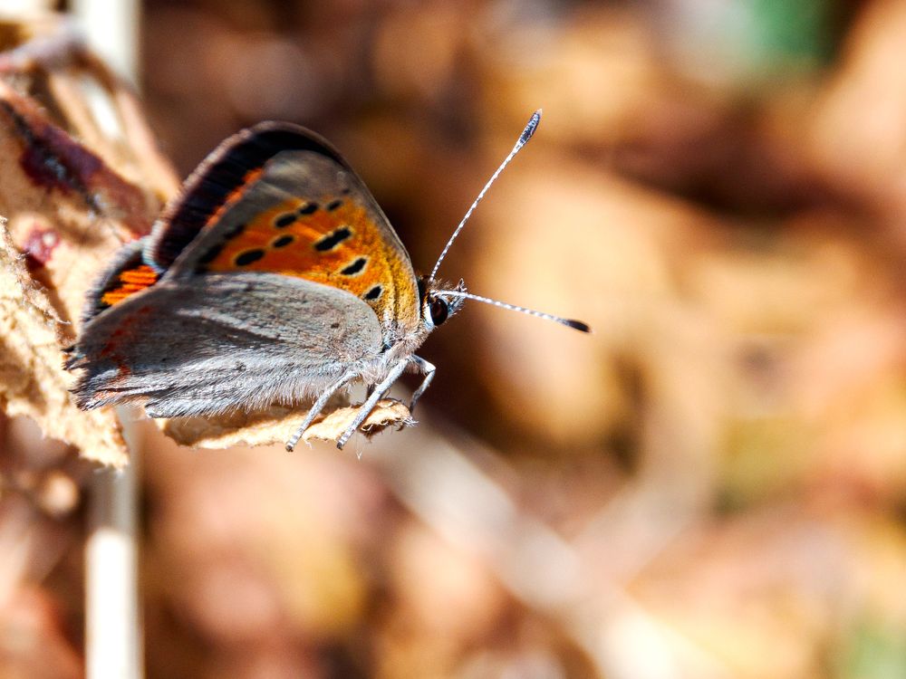 Photograph by C.V. Photography