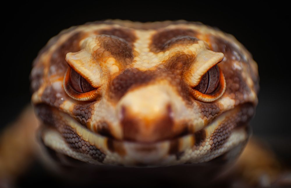 Photograph by Norman Celis