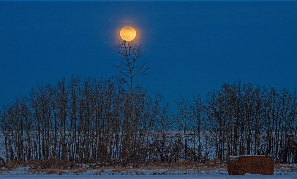Snow Owl against Rising Moon