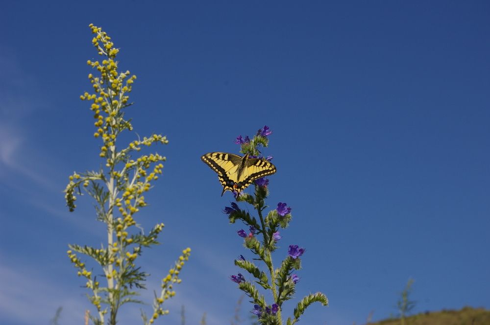 Photograph by Елена Алешкевич