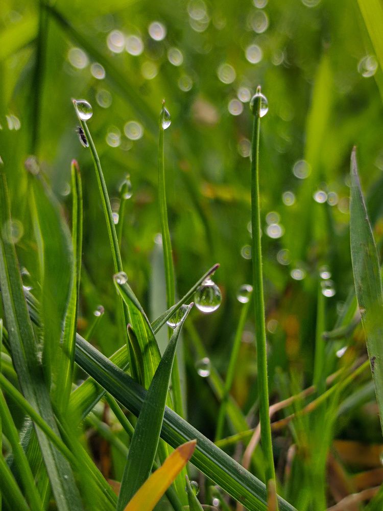 Photograph by Deiltora