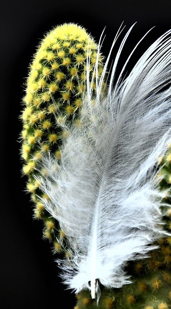 Photograph by Nalin Sahay