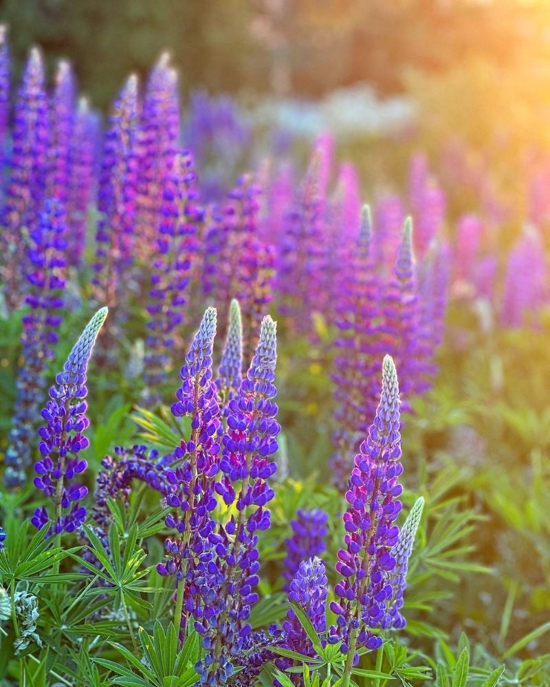 Photograph by Лариса Акинчиц