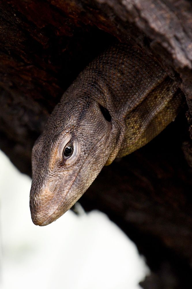 Photograph by ANEESH BHASKARAN