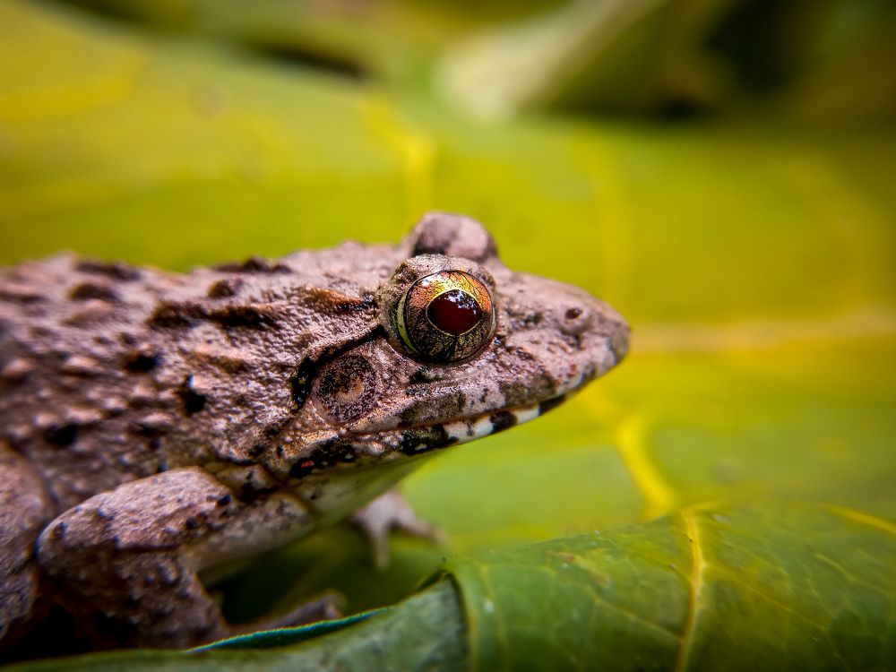 Photograph by Souvik Bhattacharyya