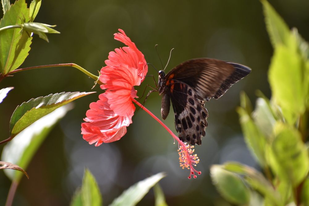 Photograph by Vikrant Khadekar