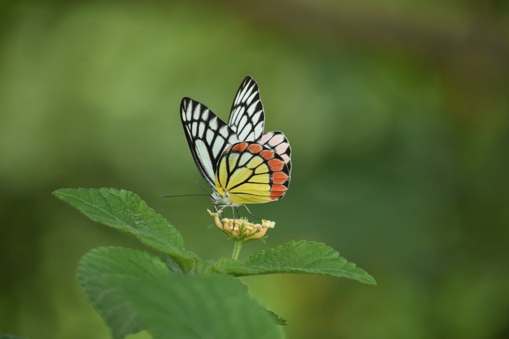 Photograph by Vikrant Khadekar